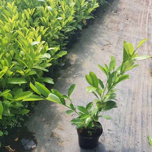 Pot Grown Common Laurel Prunus laurocerasus Rotundifolia | ScotPlants Direct